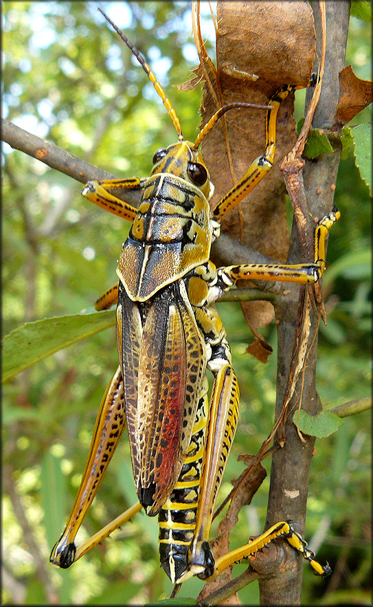 Eastern Lubber Grasshopper [Romalea microptera]