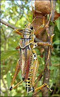 Eastern Lubber Grasshopper [Romalea microptera]