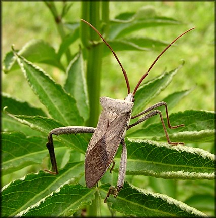 Acanthocephala species Leaf-footed Bug