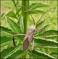 Acanthocephala species Leaf-footed Bug