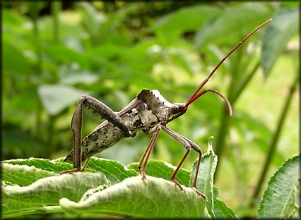 Acanthocephala species Leaf-footed Bug