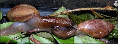 Euglandina rosea (Frussac, 1821) Rosy Wolfsnail - Mating