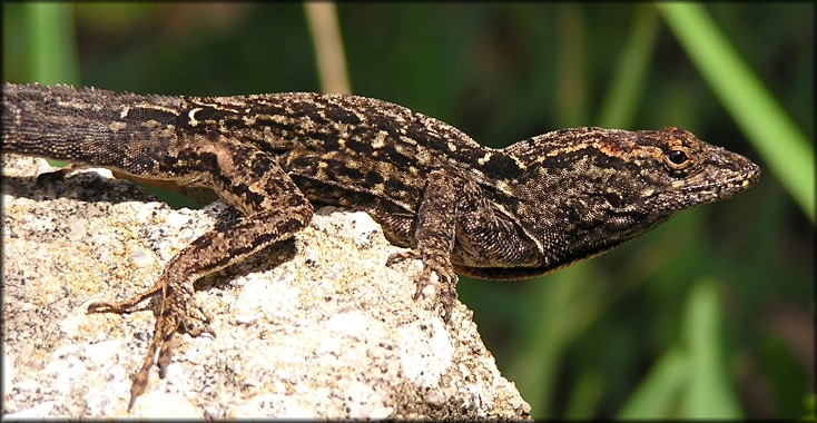 Brown Anole [Anolis sagrei sagrei]