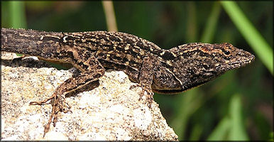 Brown Anole [Anolis sagrei sagrei]