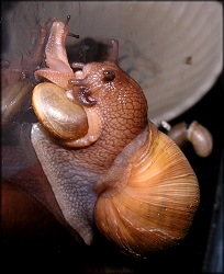 Euglandina rosea (Frussac, 1821) Eating