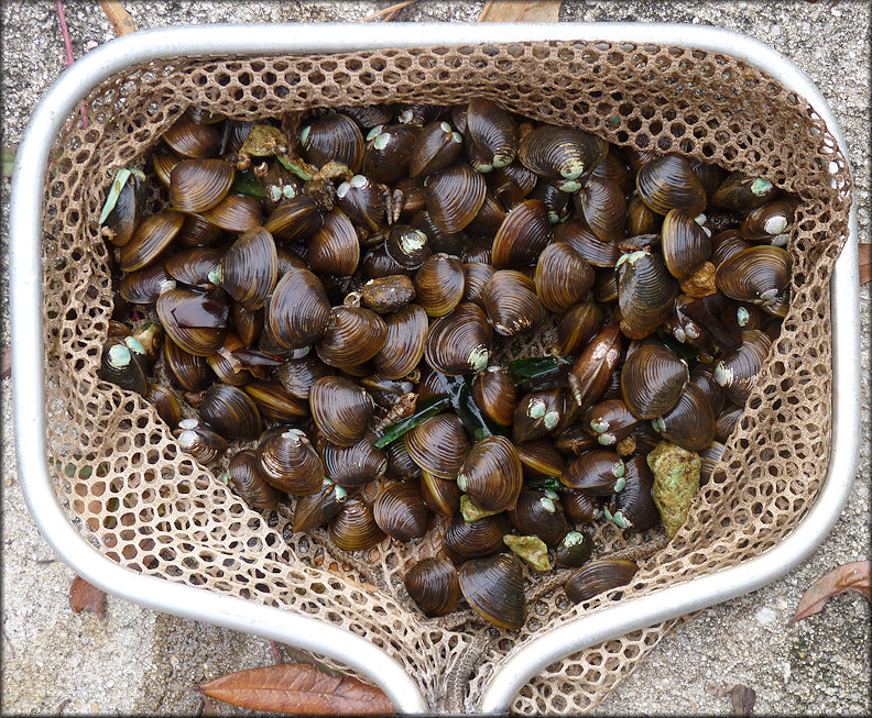 Corbicula fluminea (Mller, 1774) Asian Clam