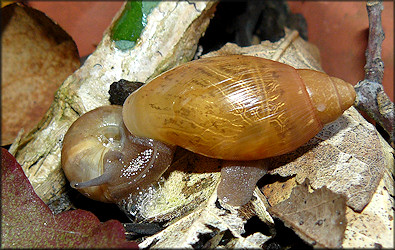 Euglandina rosea (Frussac, 1821) Juvenile Feeding