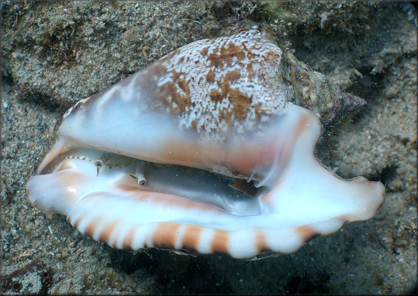 Lobatus raninus (Gmelin, 1791) Hawkwing Conch Living Animal