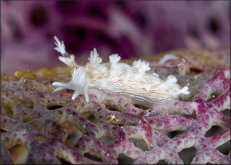 Tritonicula hamnerorum (Gosliner and Ghiselin, 1987) 