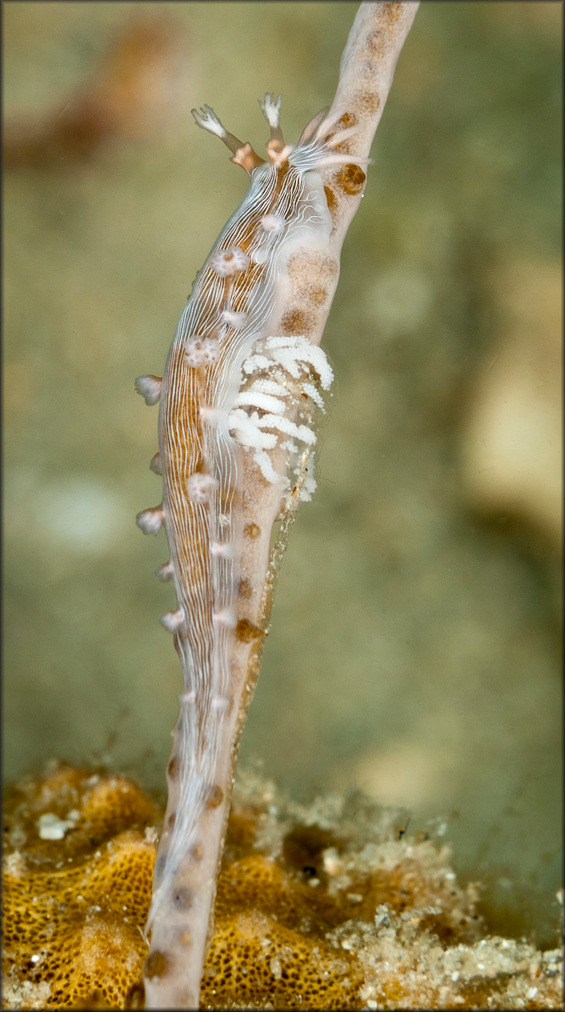 Tritonicula hamnerorum (Gosliner and Ghiselin, 1987) With Eggs