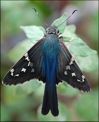 Long-tailed Skipper [Urbanus proteus]