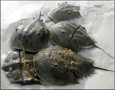 Limulus polyphemus Atlantic Horseshoe Crabs Mating