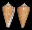 Conus amphiurgus Dall, 1889 form juliae Clench, 1942