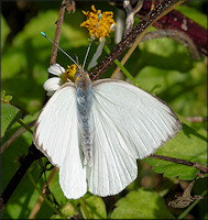 Great Southern White [Ascia monuste]