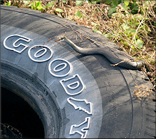 Southern Black Racer [Coluber constrictor priapus]