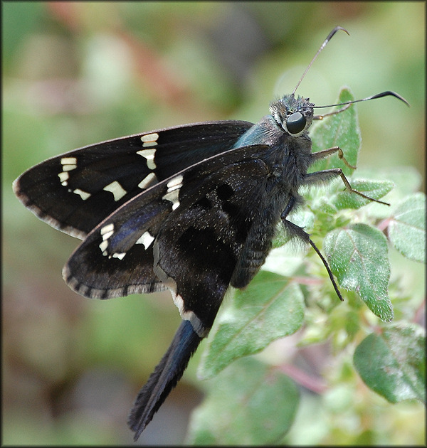 Long-tailed Skipper [Urbanus proteus]