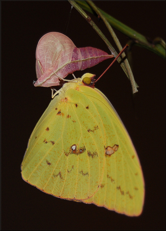 Cloudless Sulphur Phoebis sennae After Emergence From Chrysalis