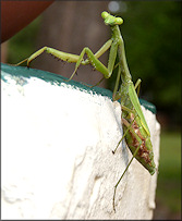 Praying Mantis [Probably Mantis religiosa - European Mantid]