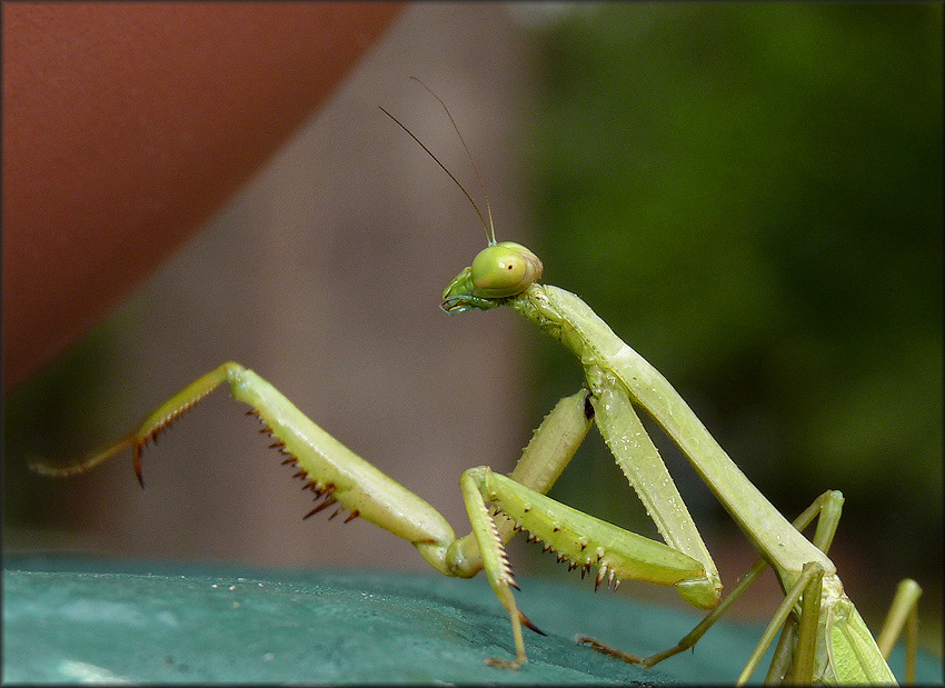 Praying Mantis [Probably Mantis religiosa - European Mantid]