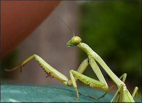 Praying Mantis [Probably Mantis religiosa - European Mantid]