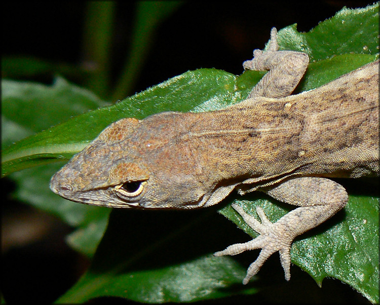 Brown Anole [Anolis sagrei sagrei]