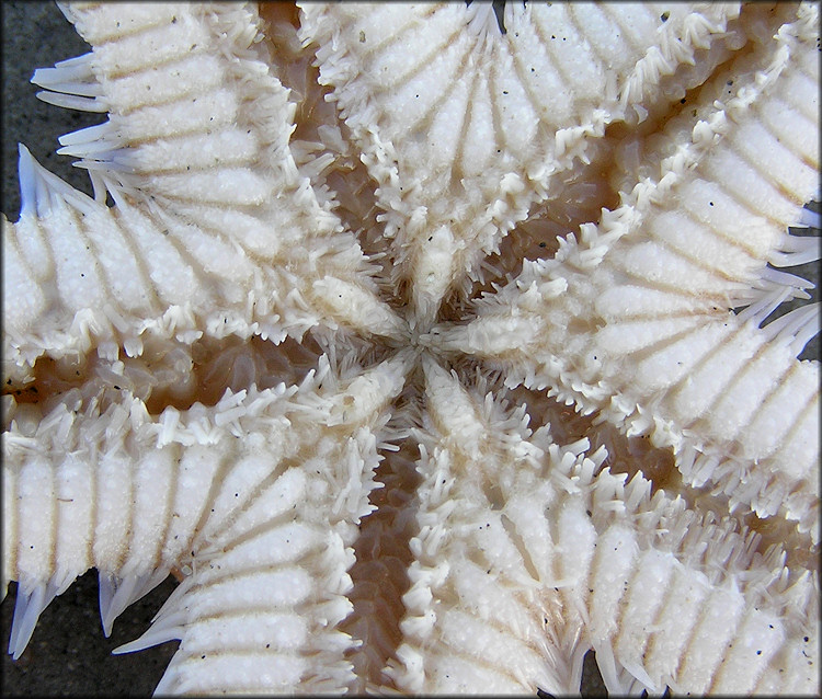 Astropecten articulatus Margined Sea Star Ventral Close-up