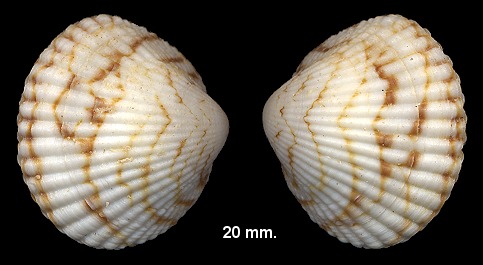 Tucetona pectinata (Gmelin, 1791) Comb Bittersweet