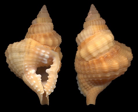 Distorsio euconstricta Beu, 1987