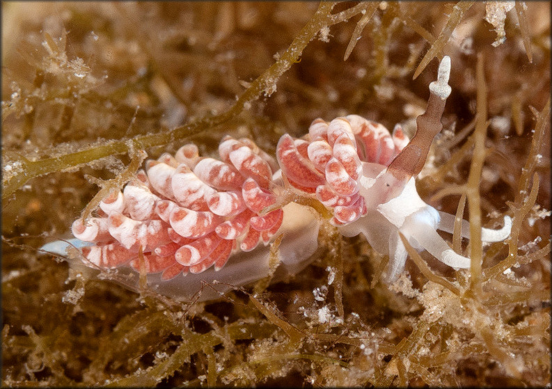 Favorinus auritulus Er. Marcus, 1955