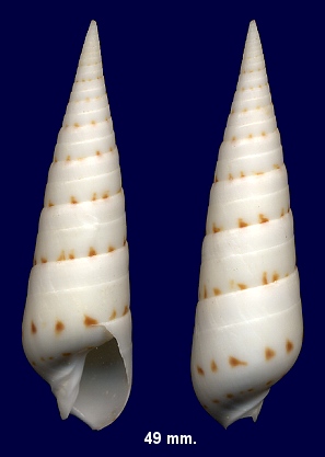 Oxymeris felina (Dillwyn, 1817)