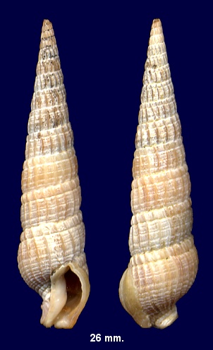 Neoterebra protexta (Conrad, 1846) Fine-ribbed Auger