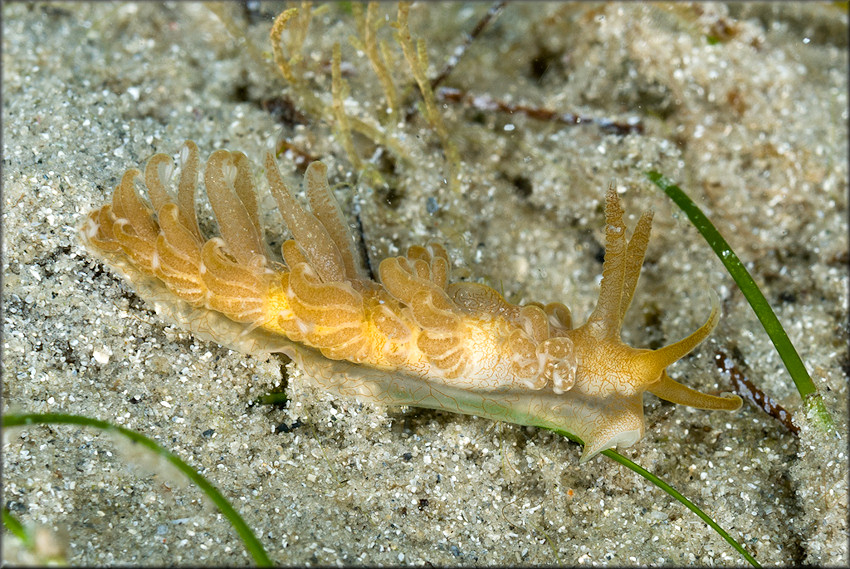 Spurilla dupontae Carmona, Lei, Pola, Gosliner, Valds, and Cervera, 2014