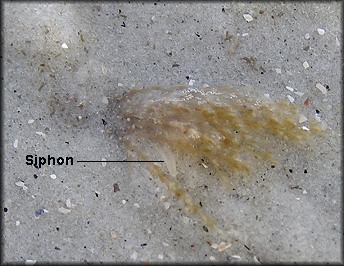 Donax variabilis Say, 1822 with hydroid