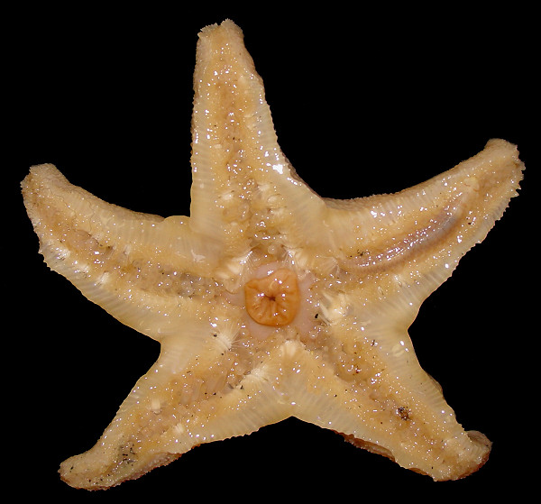 Pteraster militaris (Mller, 1776) "Wrinkled Star"
