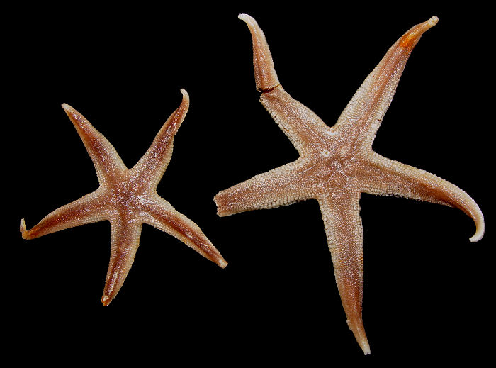 Luidia foliolata Grube, 1866 Sand Star