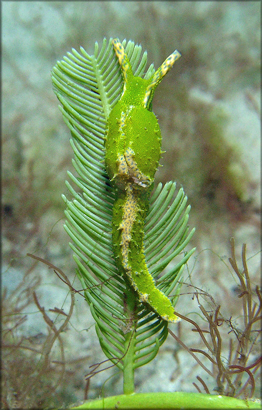 Oxynoe antillarum Mrch,1863 Antilles Oxynoe