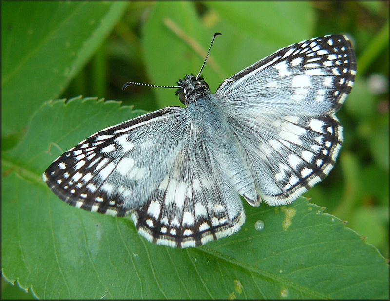 Tropical Checkerboard Skipper [Pyrgus oileus]