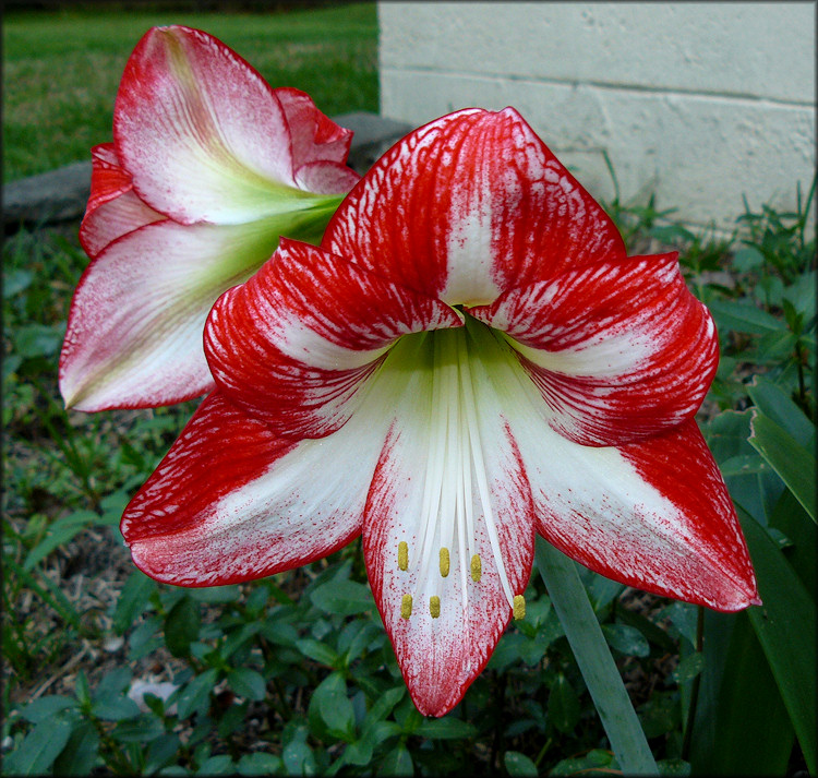 Amaryllis [Amaryllis sp.]