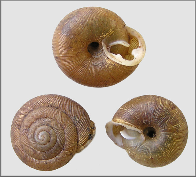 Triodopsis palustris Hubricht, 1958 Santee Threetooth