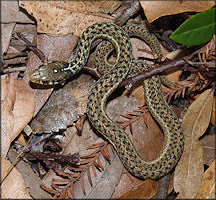 Eastern Garter Snake [Thamnophis sirtalis sirtalis] Juvenile