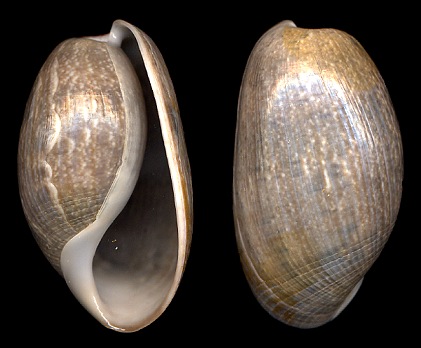 Bulla occidentalis A. Adams, 1850 Western Striate Bubble