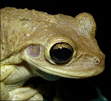 Cuban Treefrog [Osteopilus septentrionalis]