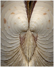 Mercenaria campechiensis (Gmelin, 1791) Southern Quahog