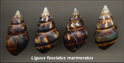 Liguus fasciatus marmoratus