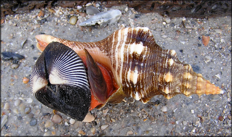 Triplofusus giganteus (Kiener, 1840)