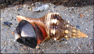 Devouring Noetia ponderosa (Say, 1822) [Ponderous Ark]