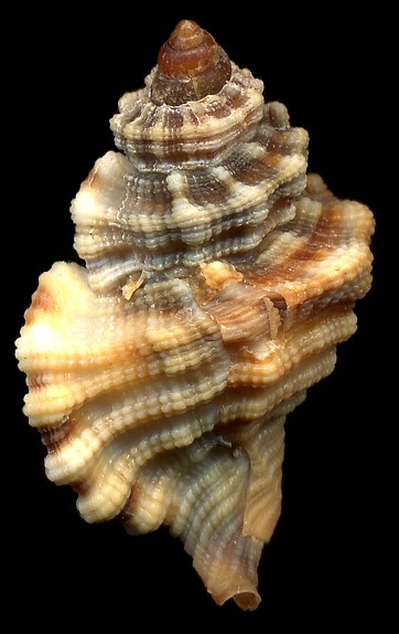 Cymatium (Turritriton) labiosum (Wood, 1828)