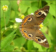 Common Buckeye [Junonia coenia]