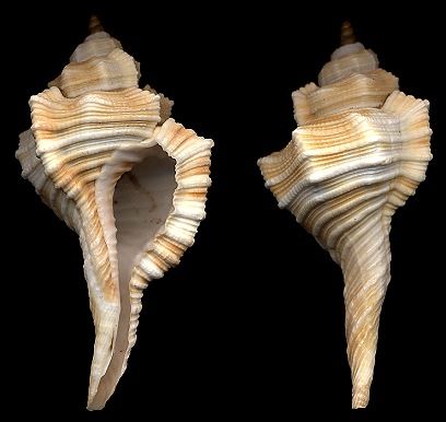 Cymatium (Ranularia) tripus (Dillwyn, 1817)