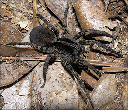 Wolf Spider Probably [Hogna georgicola]